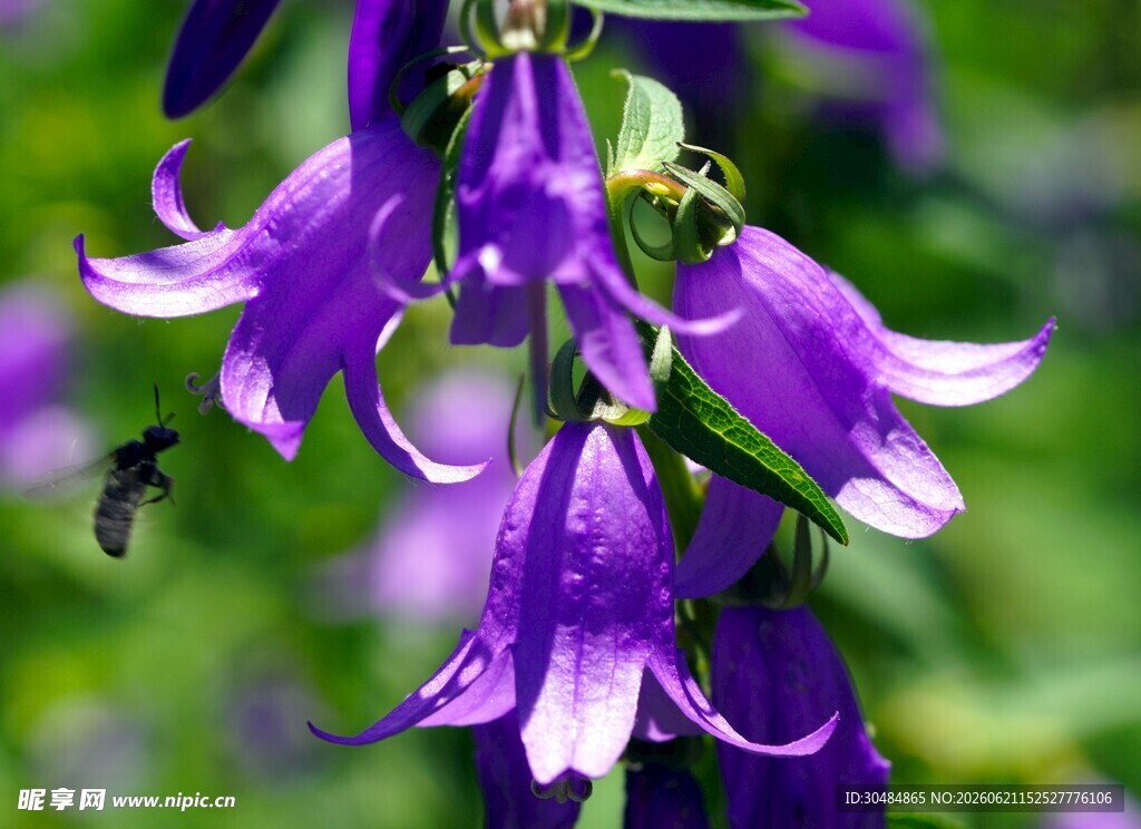 紫铃花