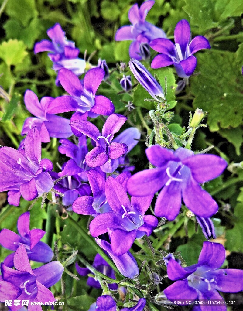 紫色风铃花