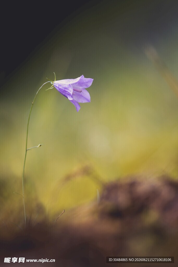 蓝铃花