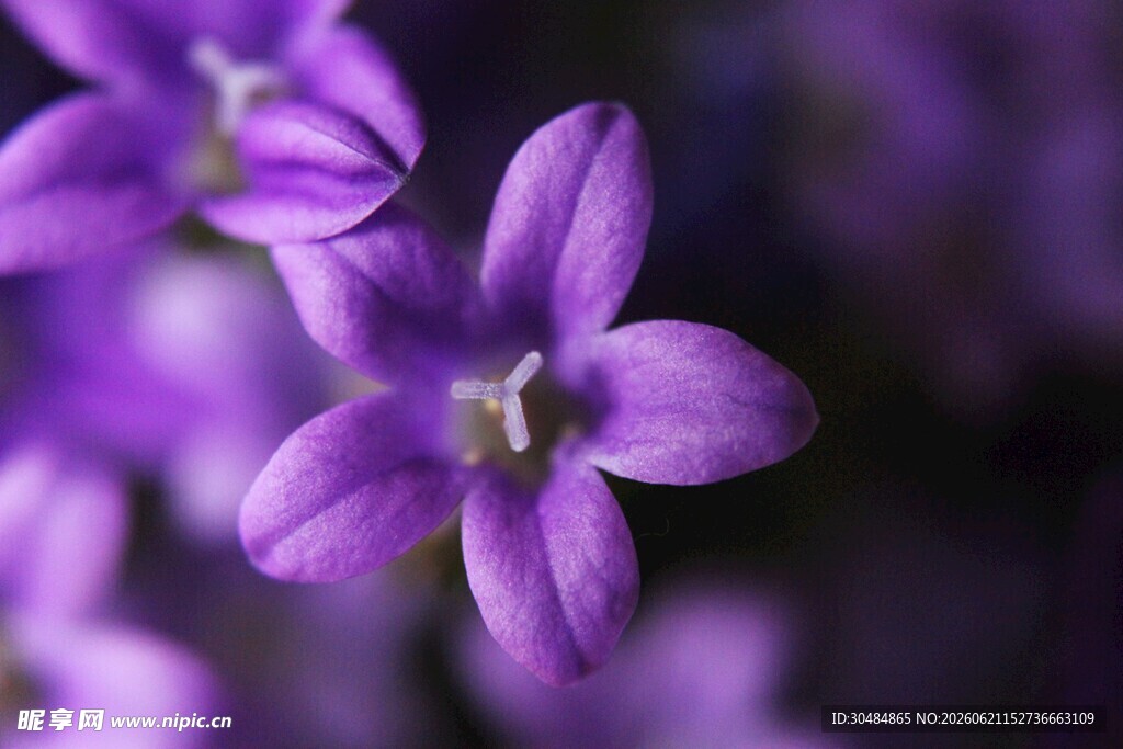 紫色风铃花特写