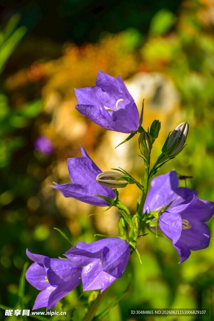 紫色风铃花