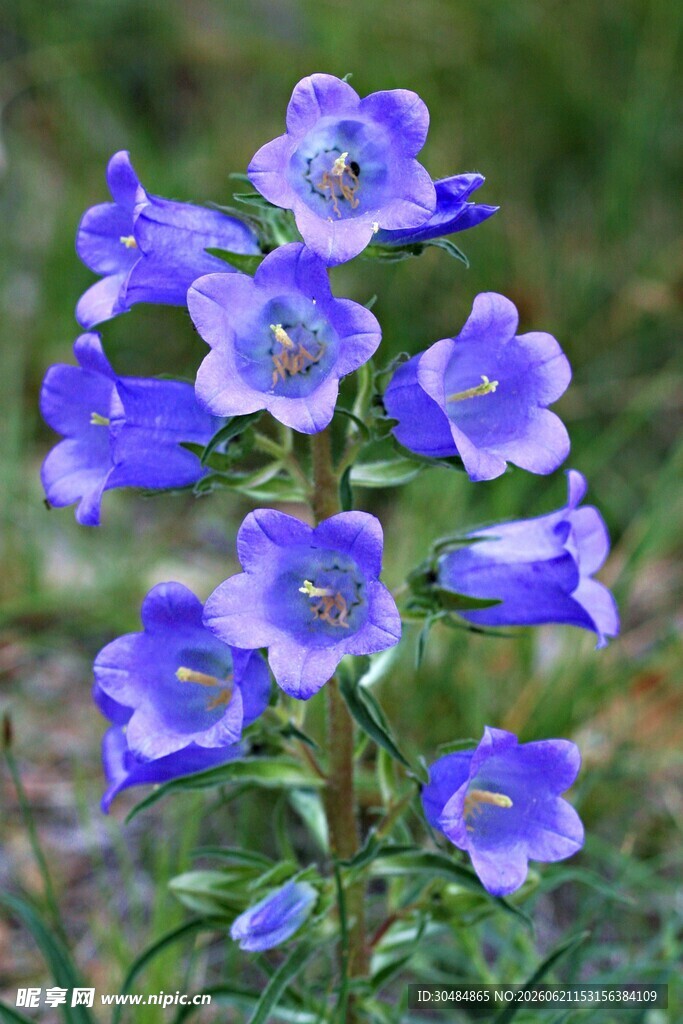蓝紫色风铃花朵绽放