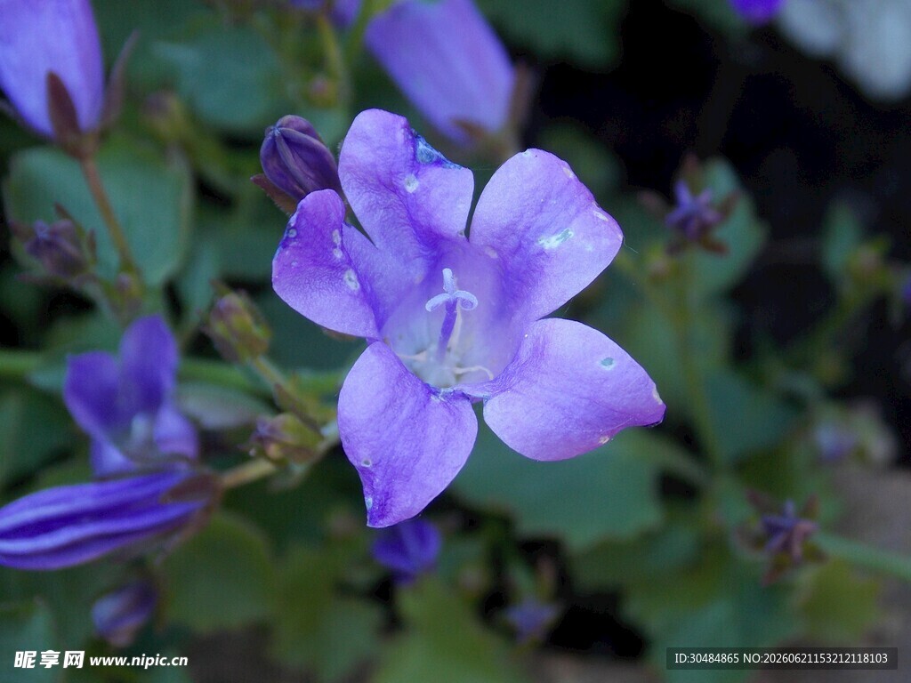 紫色绽放的风铃花