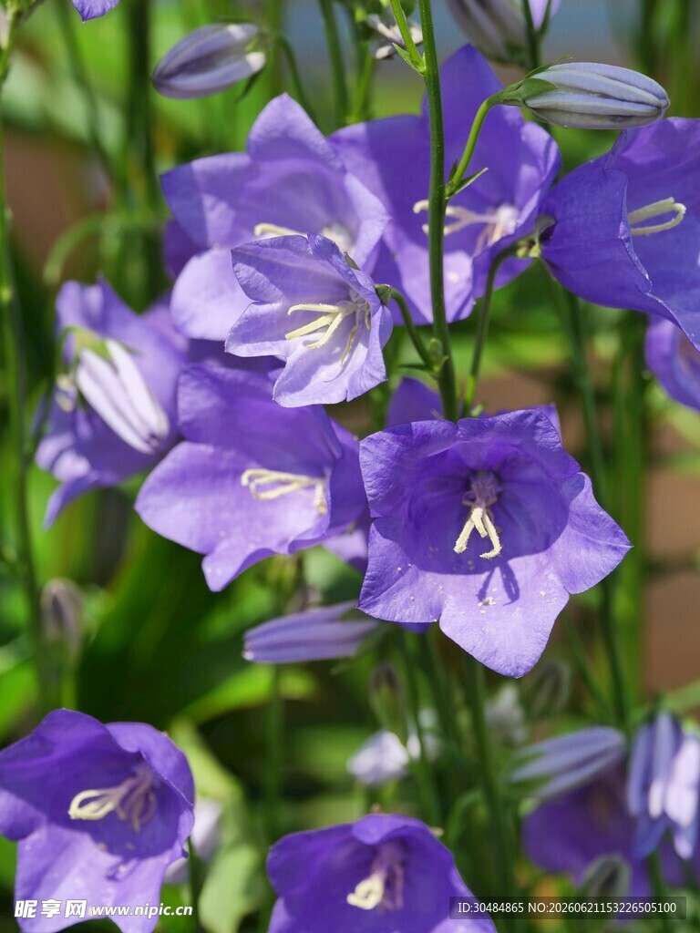 紫色风铃花绽放
