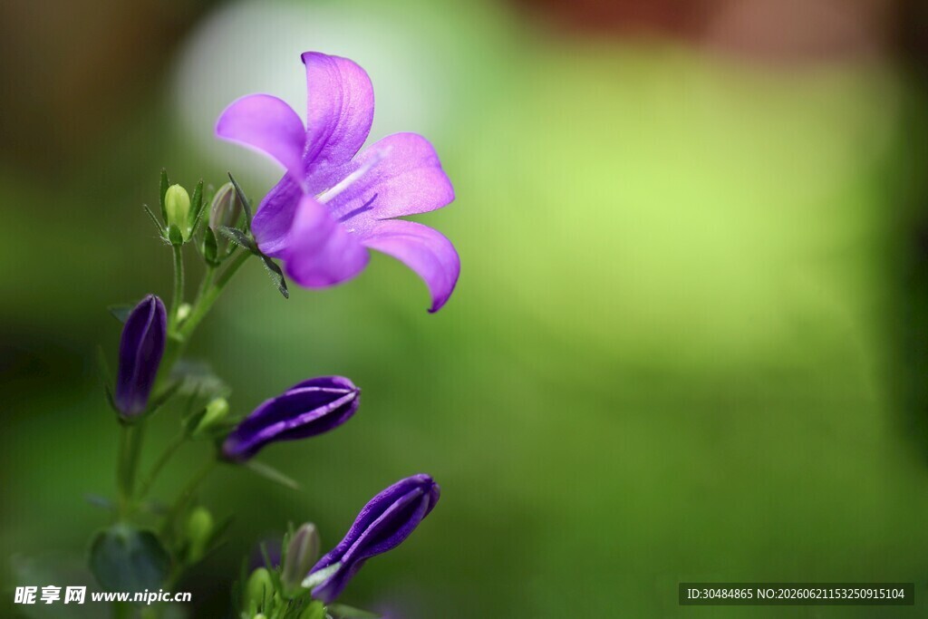 紫色风铃花特写