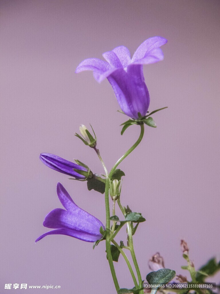 紫色风铃花绽放