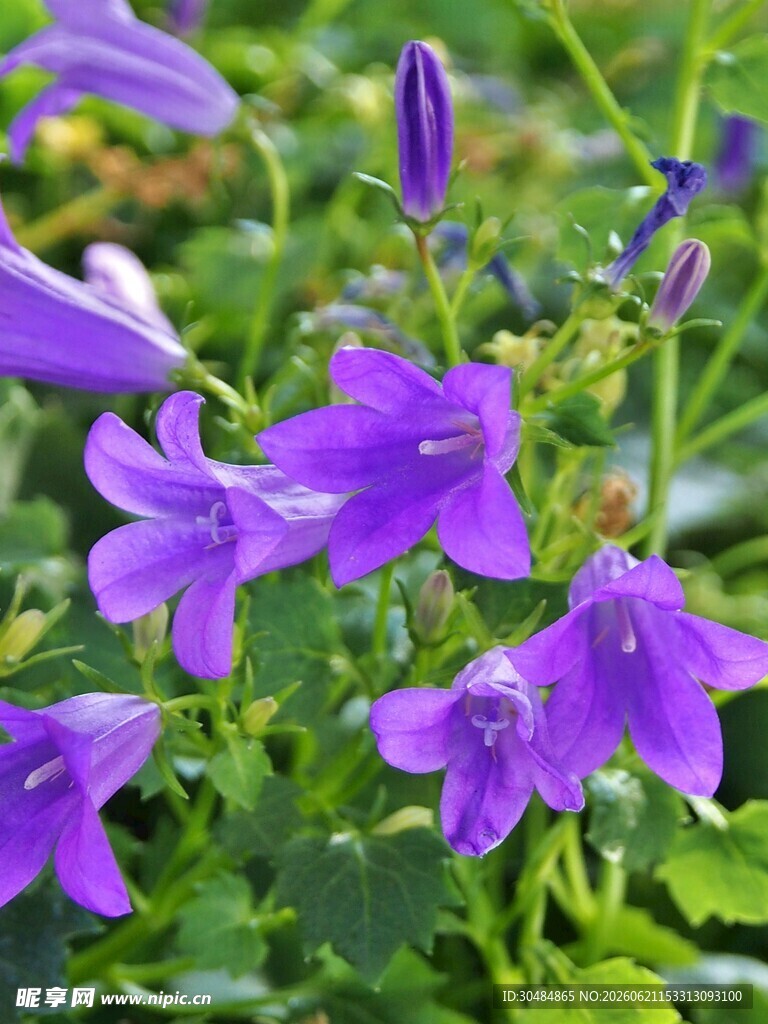 紫色风铃花绽放美景