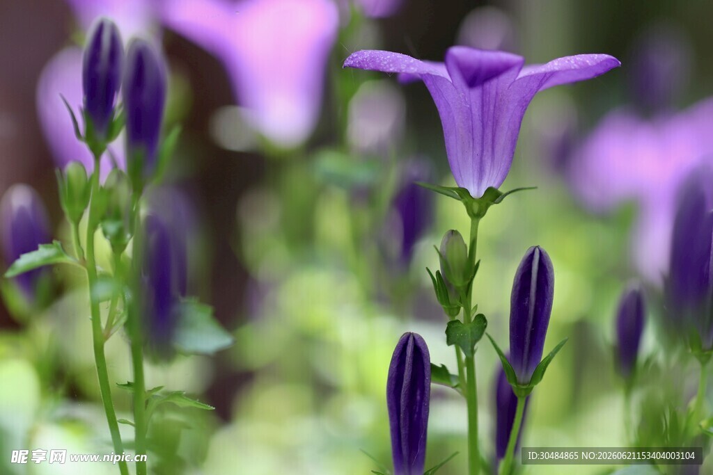紫色风铃花绽放美景