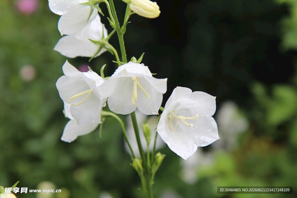 白色风铃花绽放