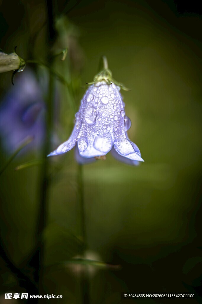 梦幻蓝铃花特写