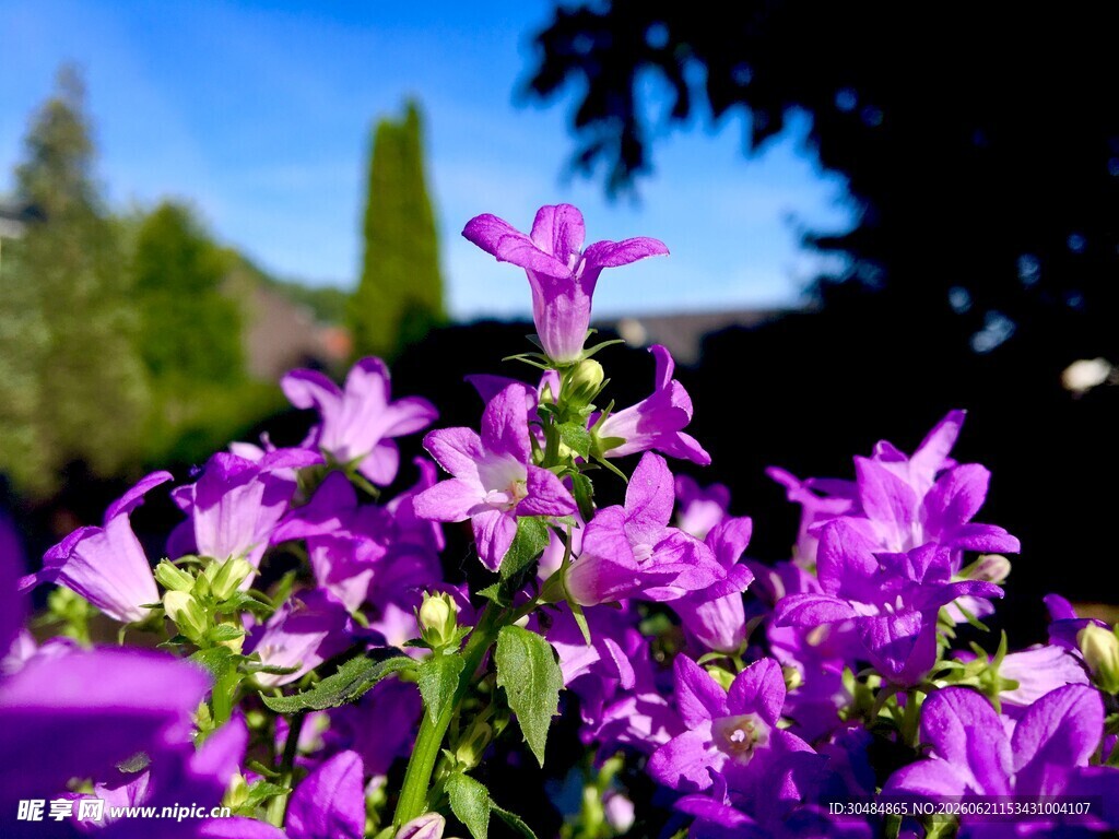 绽放的紫色风铃草