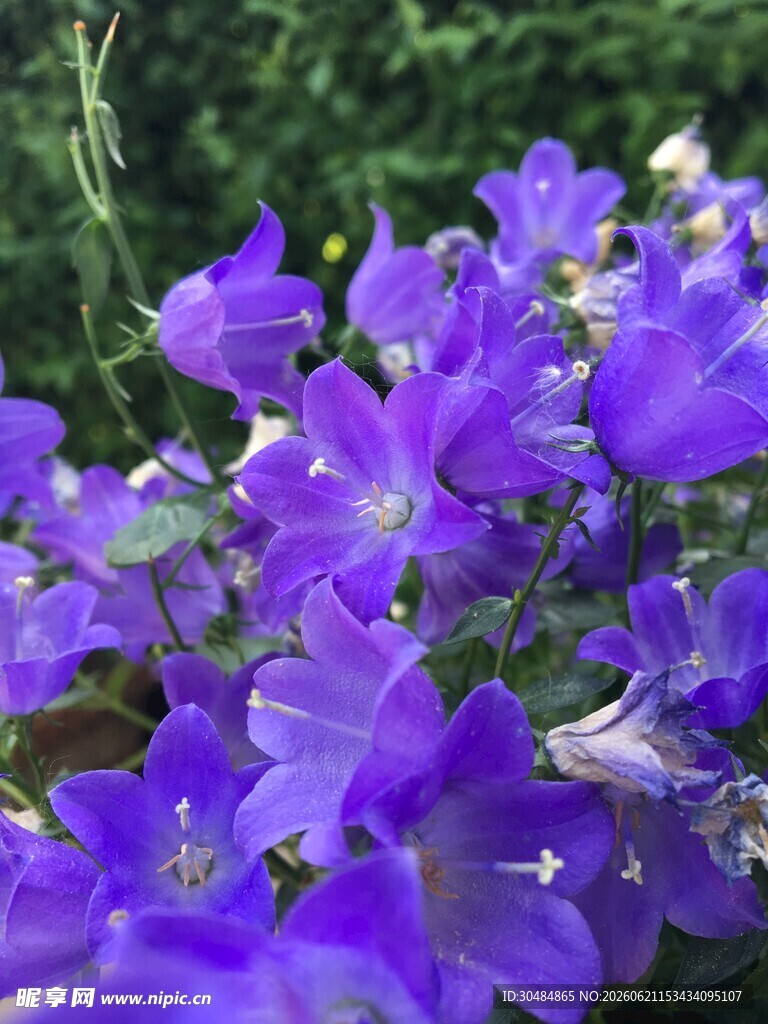 紫色风铃花绽放美景