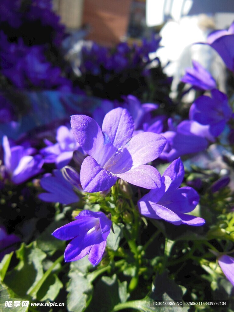 紫色风铃花绽放