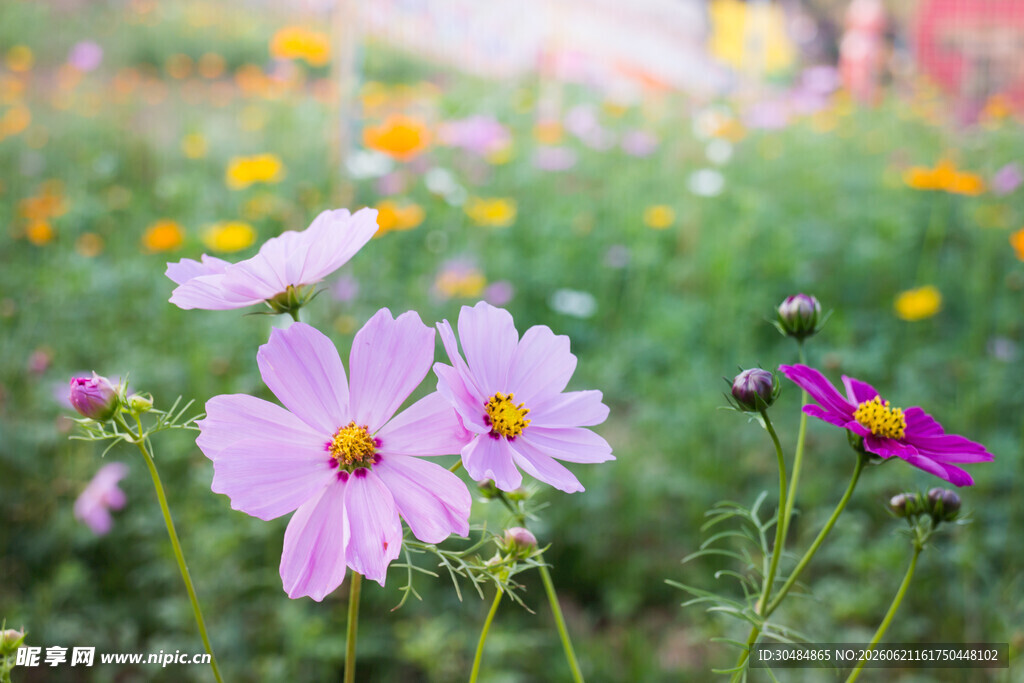 缤纷格桑花