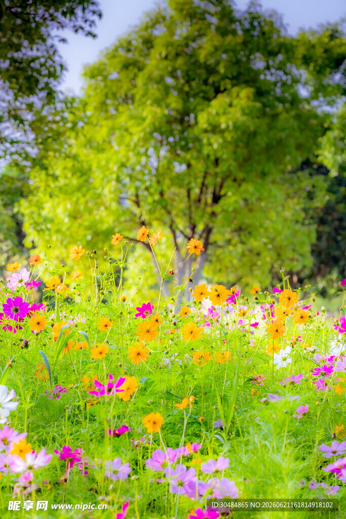 格桑花花海