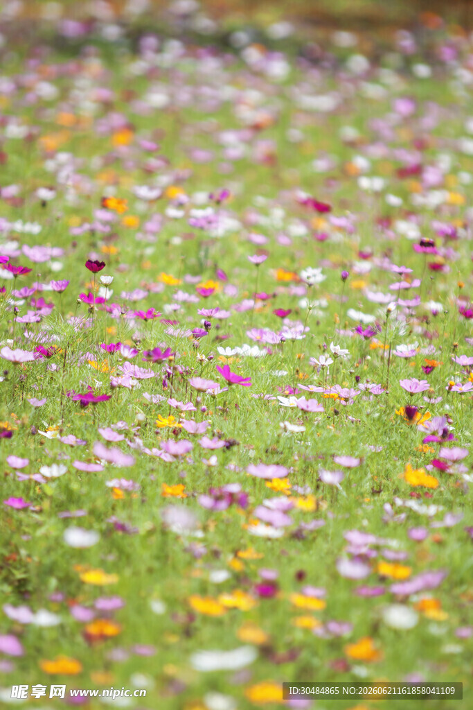格桑花花海