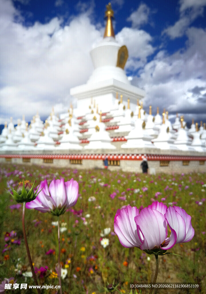 白塔下的绚烂格桑花