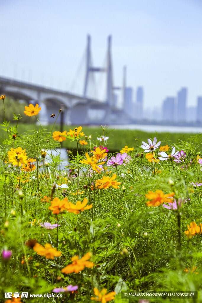 格桑花花海