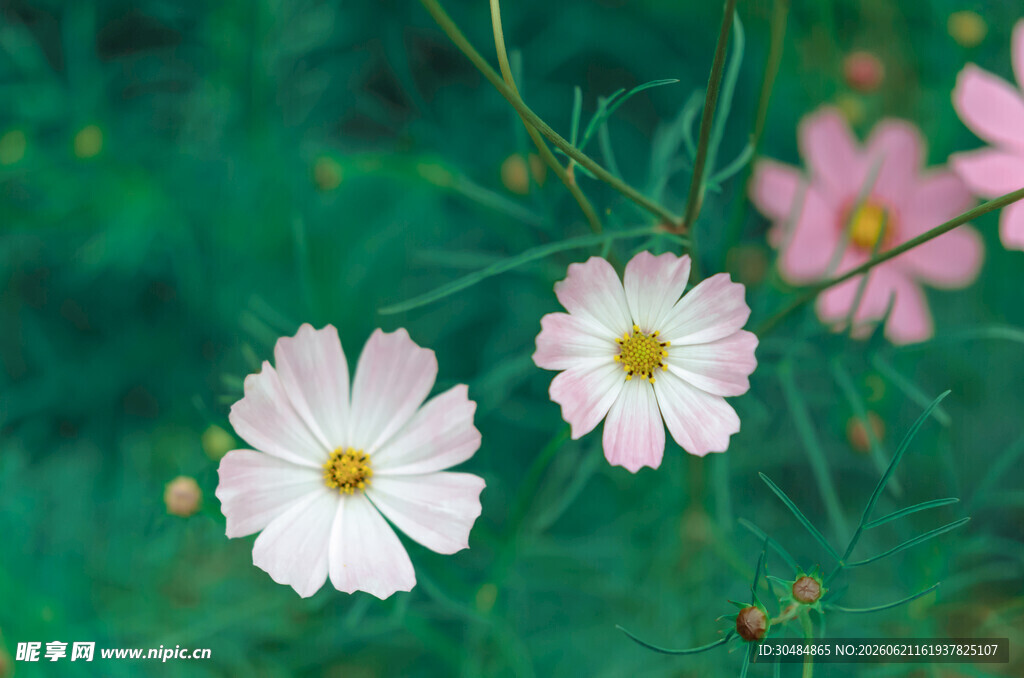 清新波斯菊