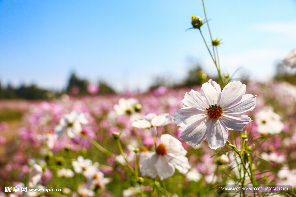 烂漫格桑花海