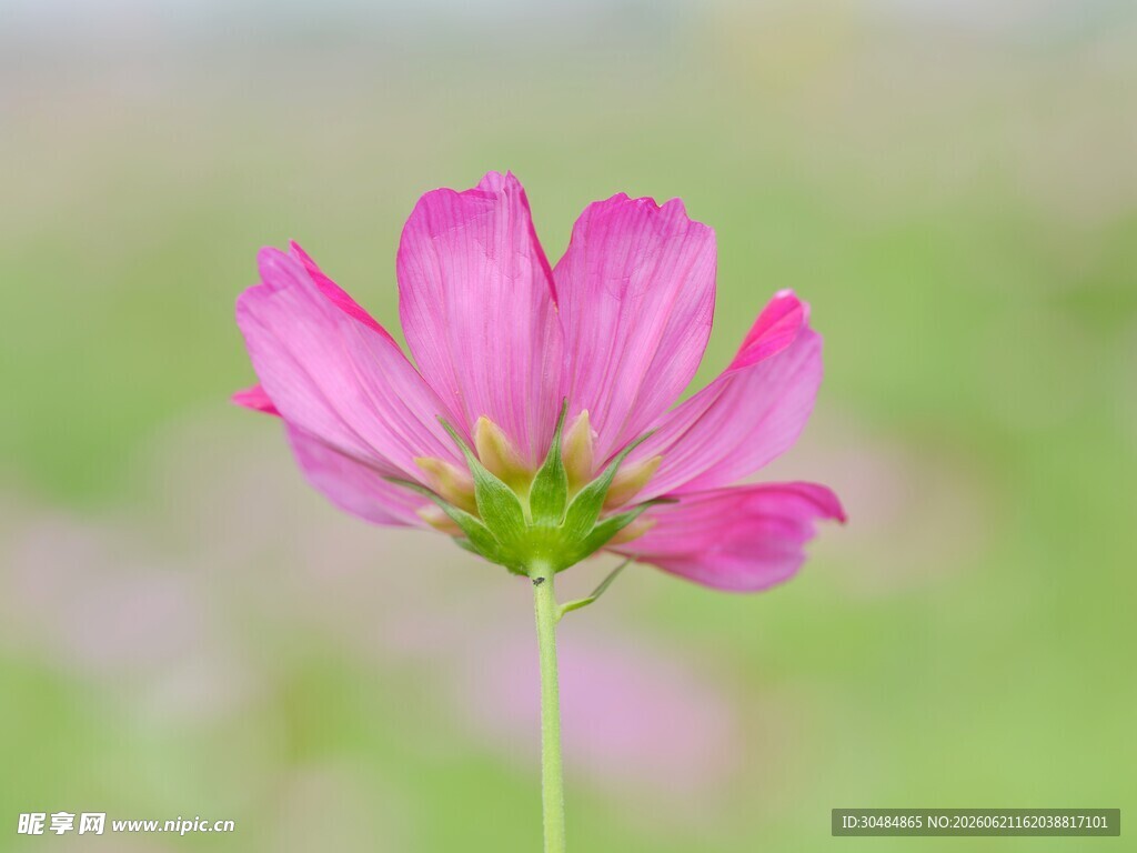粉色单株格桑花特写
