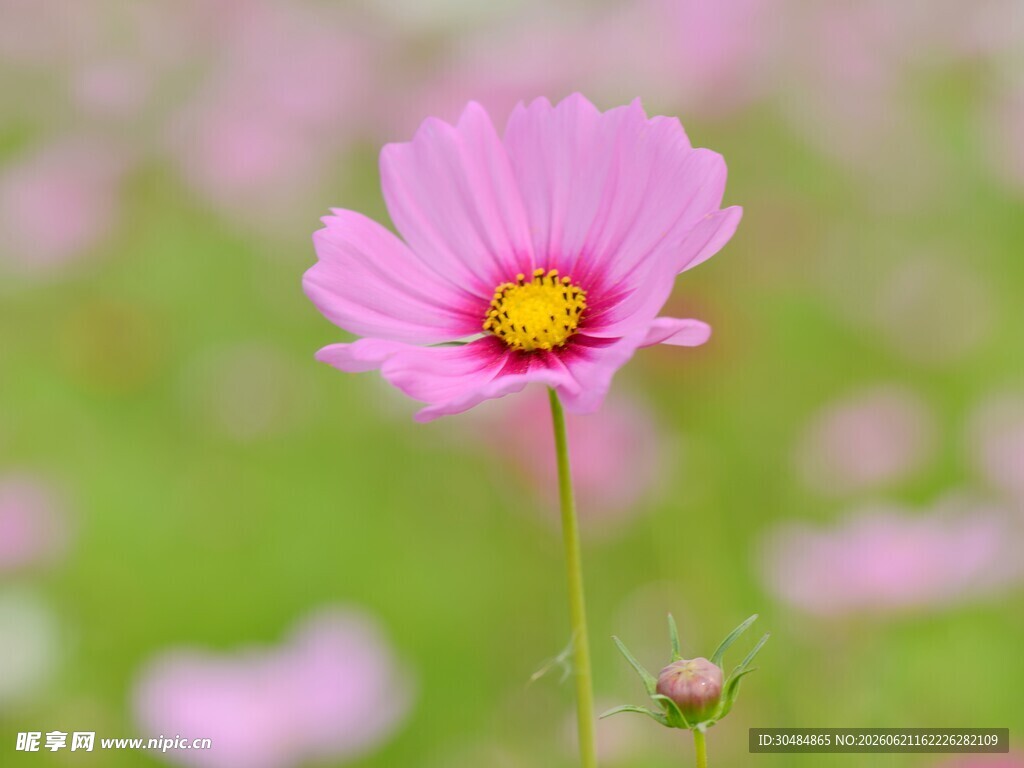 波斯菊