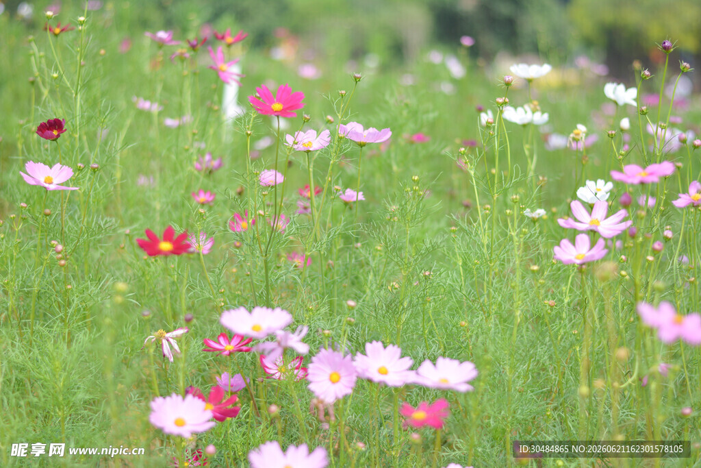 烂漫格桑花海