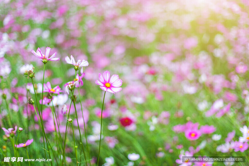 春日波斯菊花海美景