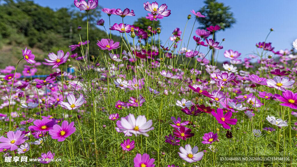 绚烂波斯菊花海美景