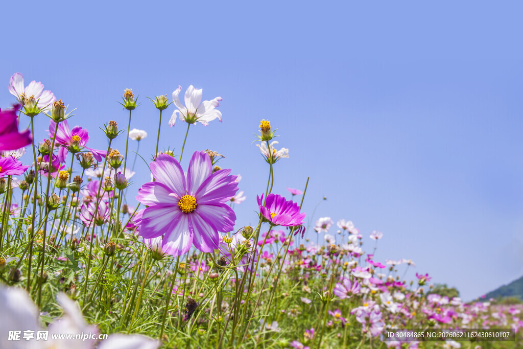 烂漫格桑花
