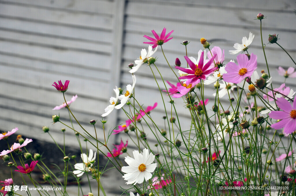 多彩波斯菊