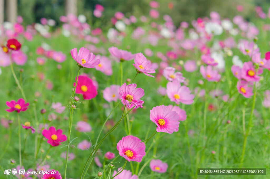 粉色波斯菊花海