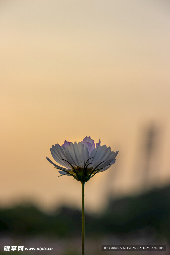 夕阳下的小雏菊