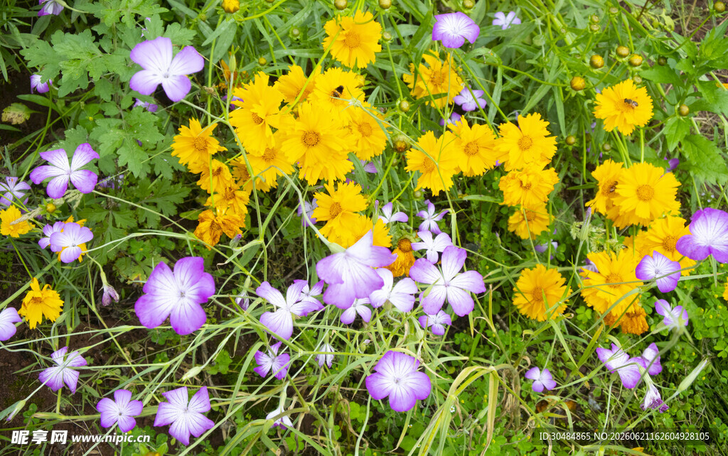 多彩格桑花