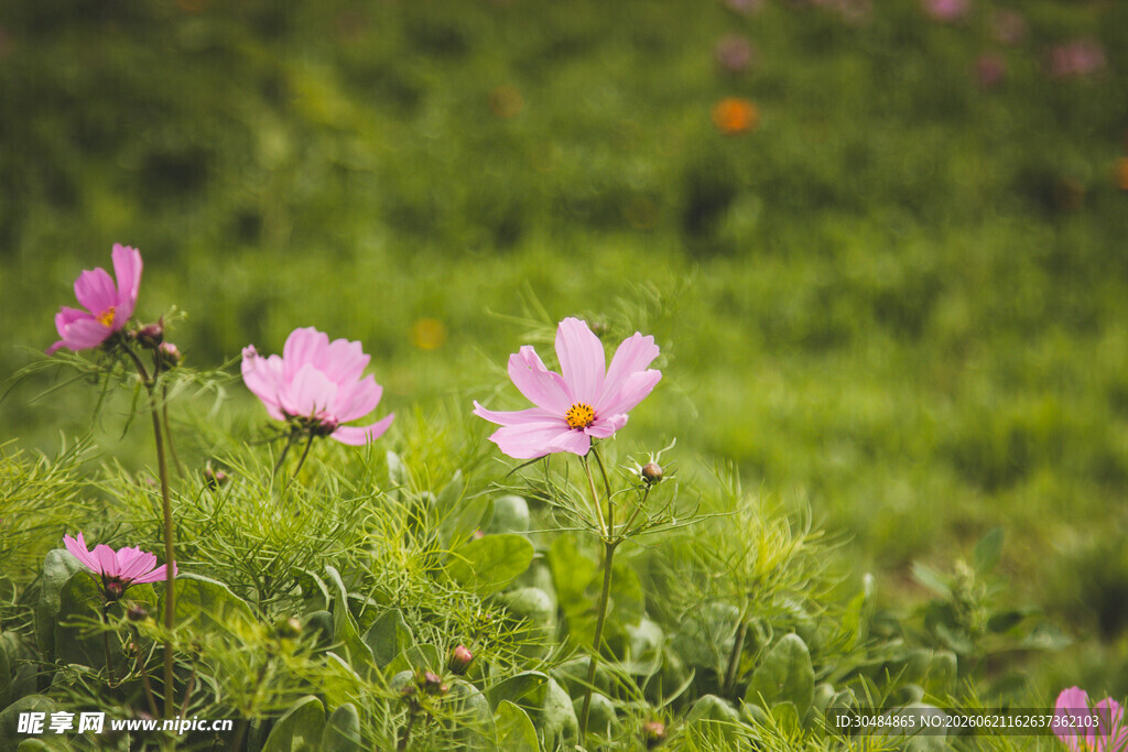 粉色格桑花