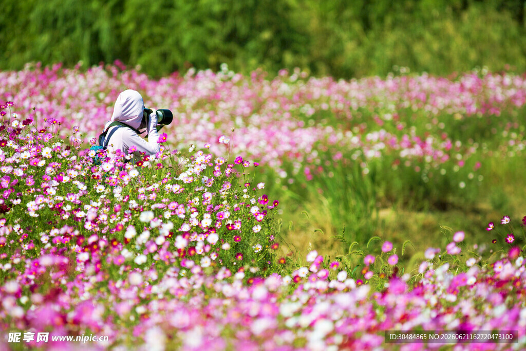 波斯菊花海