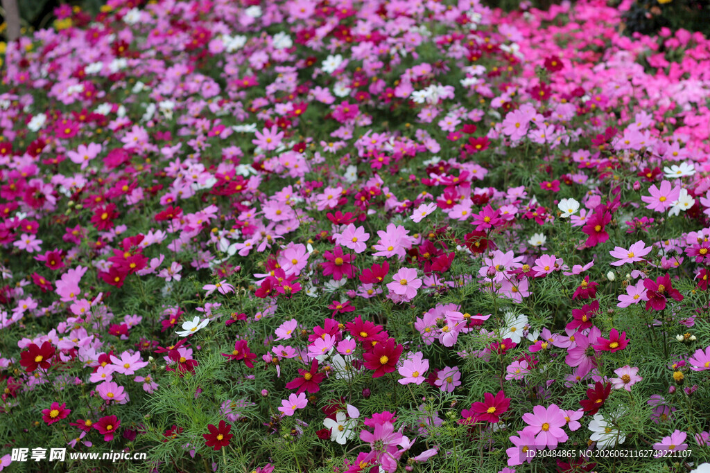 缤纷格桑花花海