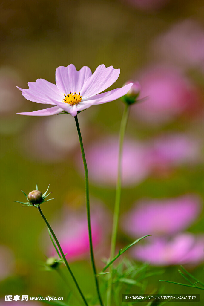 粉色波斯菊
