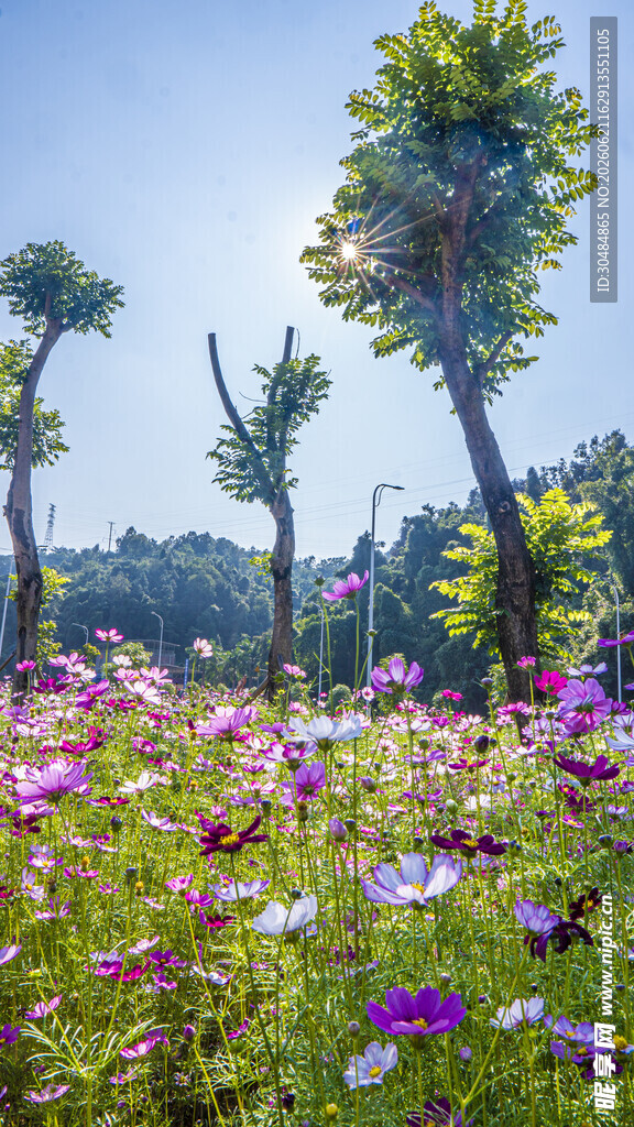 波斯菊花海