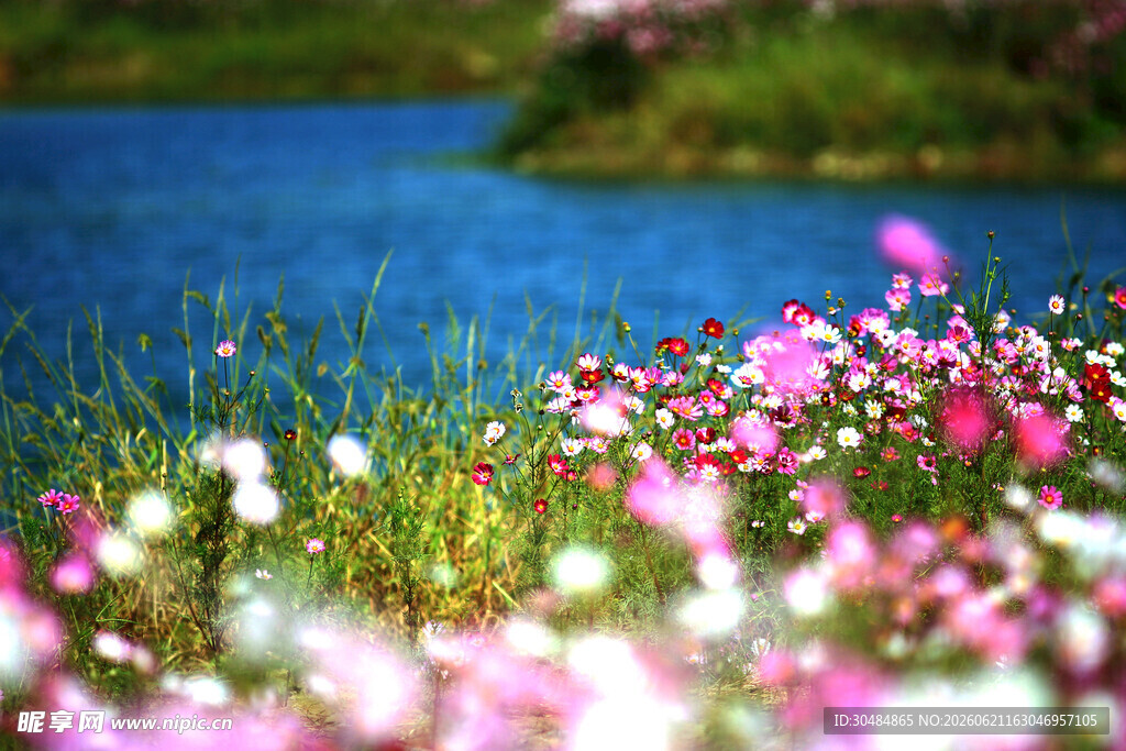 湖畔缤纷格桑花花海