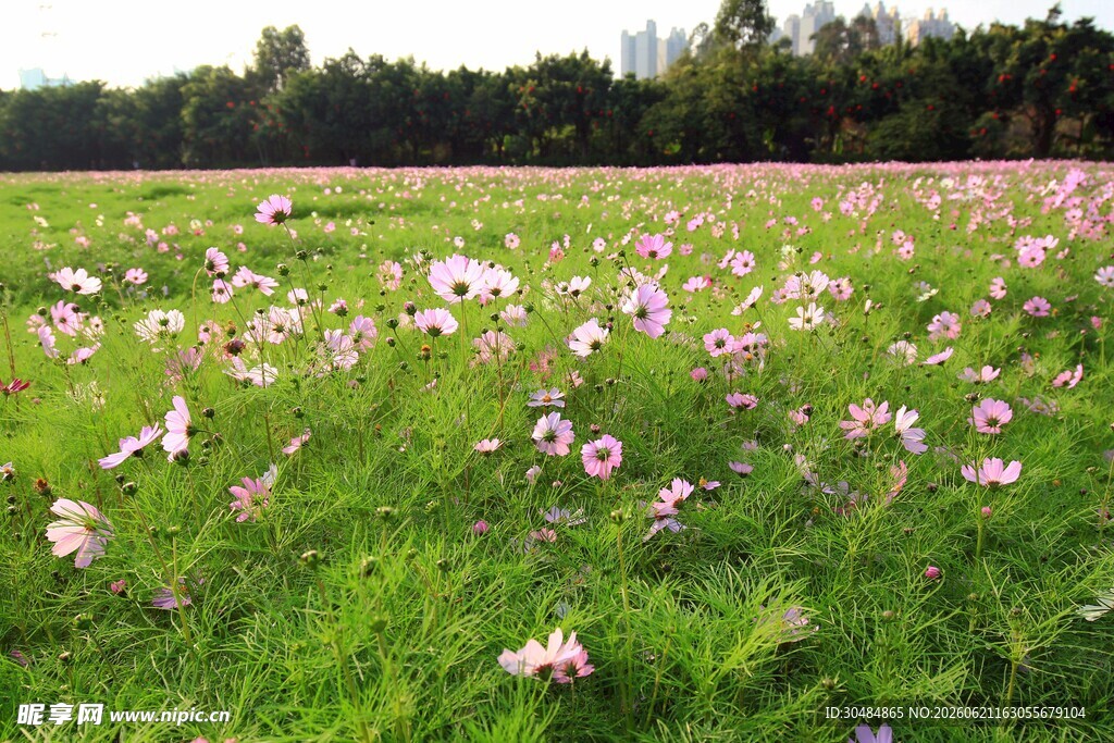 春日格桑花花海