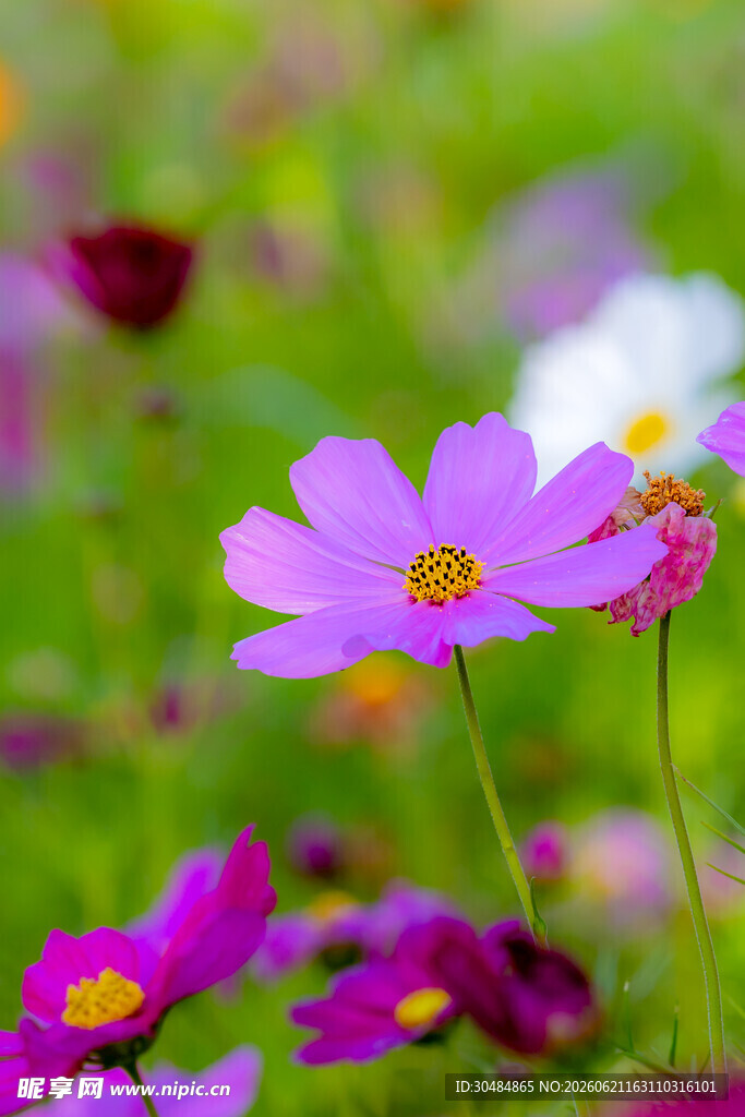 烂漫波斯菊