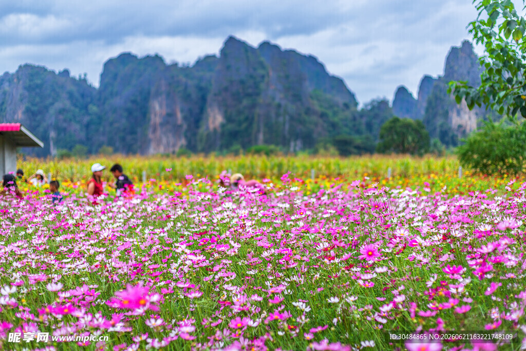 格桑花花海美景