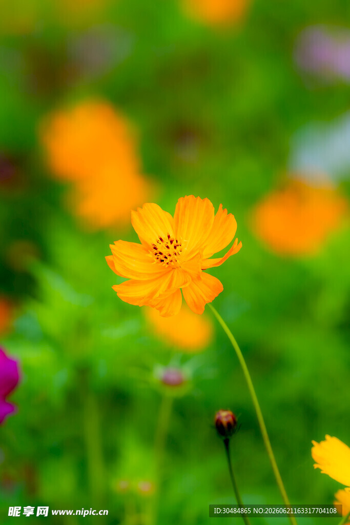 绽放的黄色格桑花