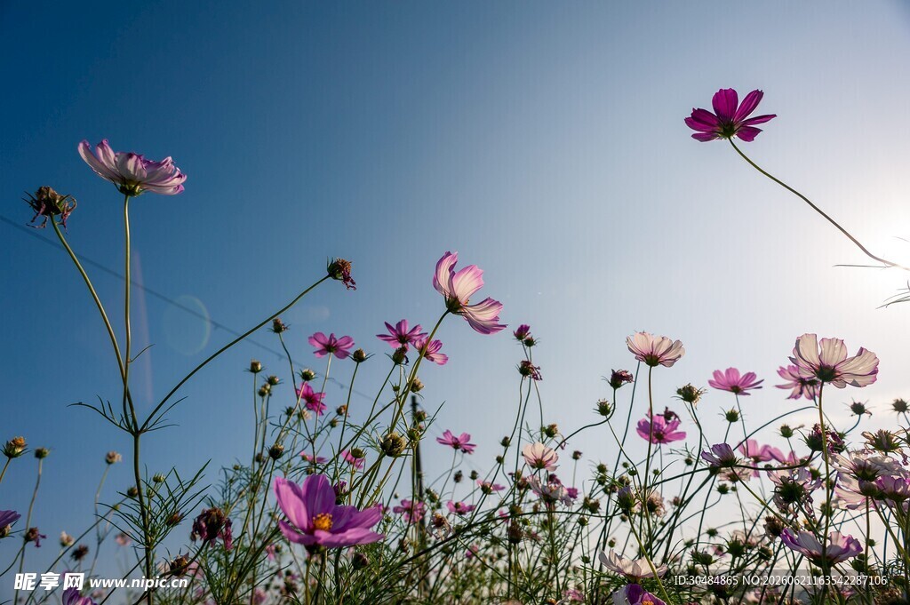 格桑花花海