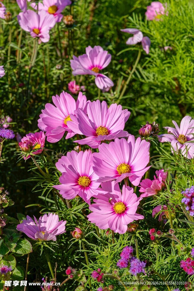 烂漫波斯菊