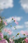 蓝天下格桑花
