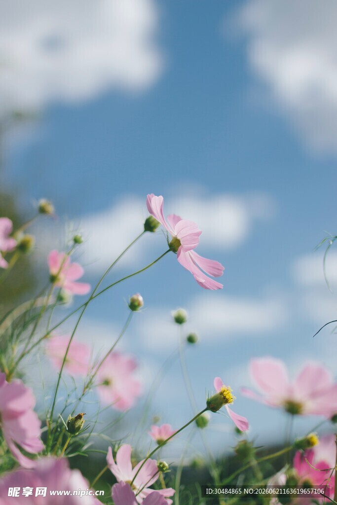 蓝天下格桑花