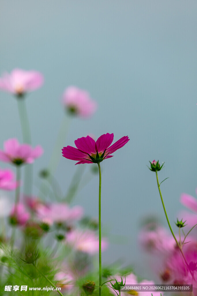 粉色波斯菊