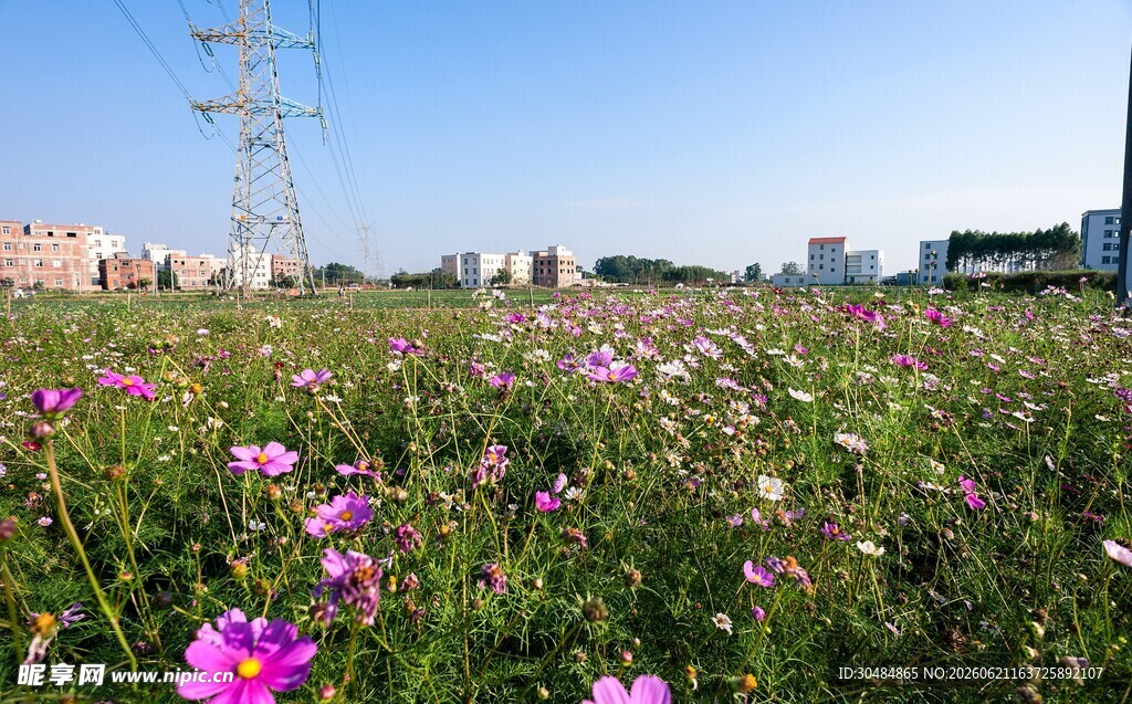 花海波斯菊烂漫